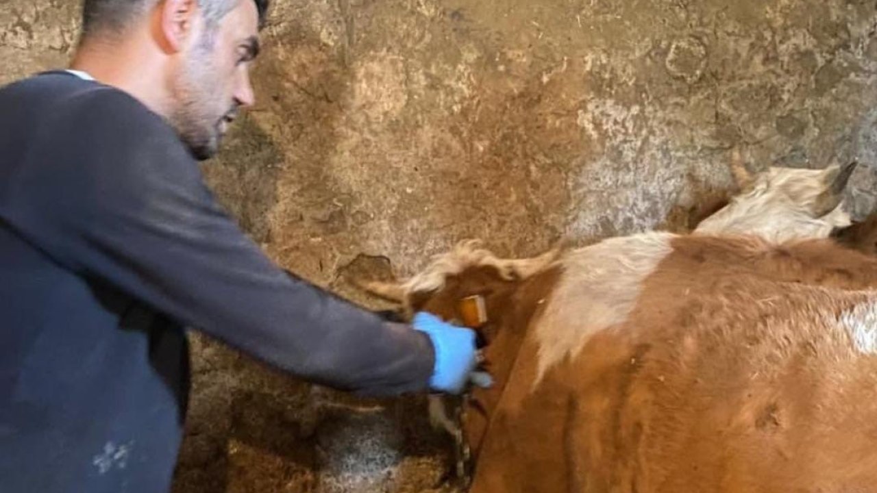Şap hastalığına karşı aşılama çalışmaları sürüyor