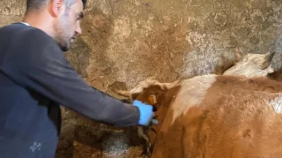 Şap hastalığına karşı aşılama çalışmaları sürüyor