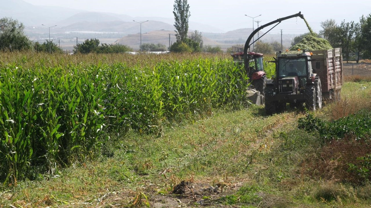 98 dönüm alana ekilen silajlık mısırların hasadı yapıldı