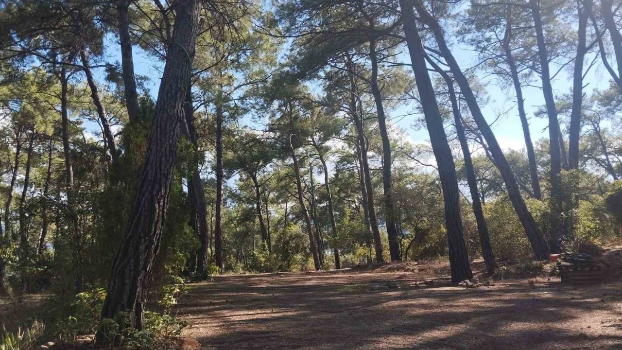 Akyaka Gökova Orman Parkı’nda temizlik ve elektrik yenileme çalışmaları başladı