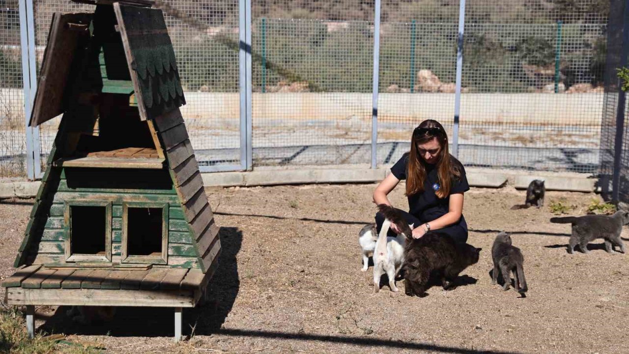 Antalya’da sokak hayvanlarına 7/24 bakım ve rehabilitasyon