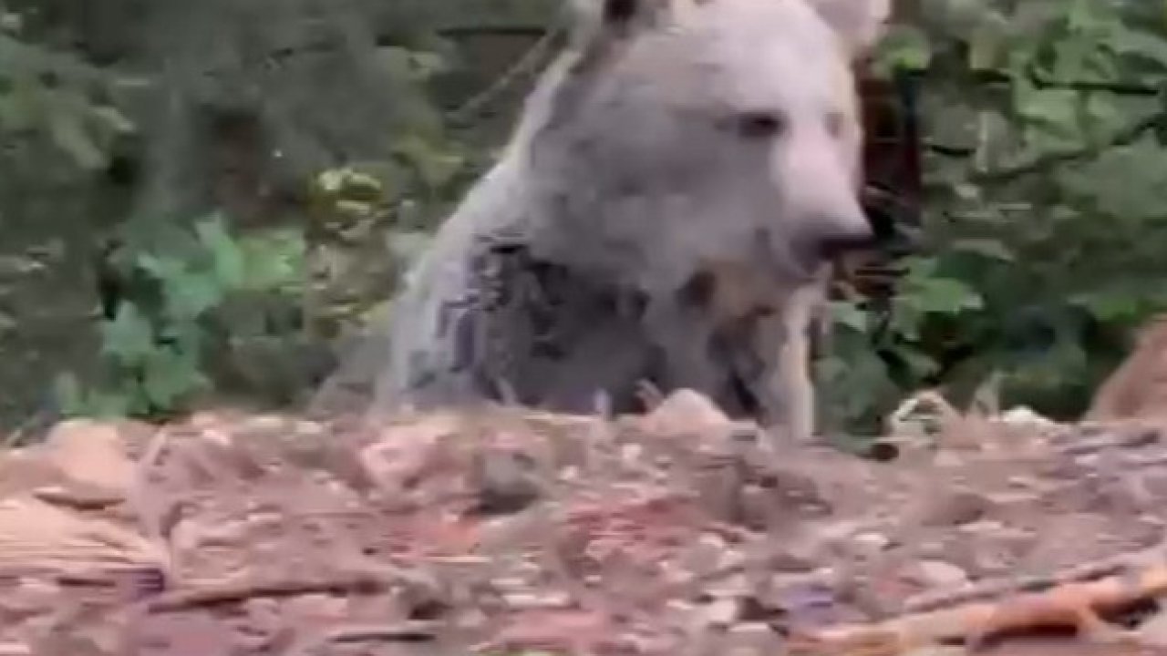 Ayıyla sohbeti gülümsetti: &quot;Selamın aleyküm kanka, cips vereyim mi&quot;