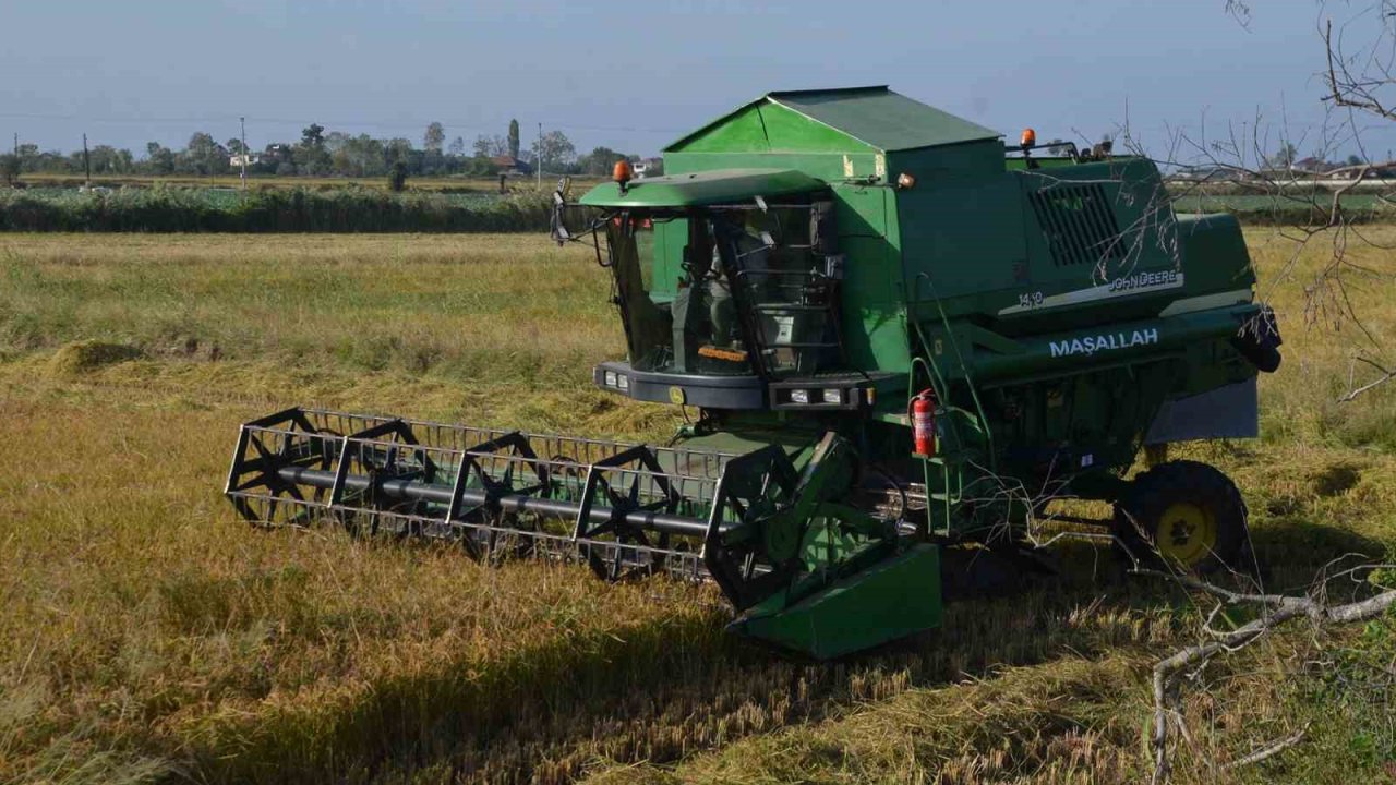 Bafra Ovası’nda çeltik hasadı yüzleri güldürüyor