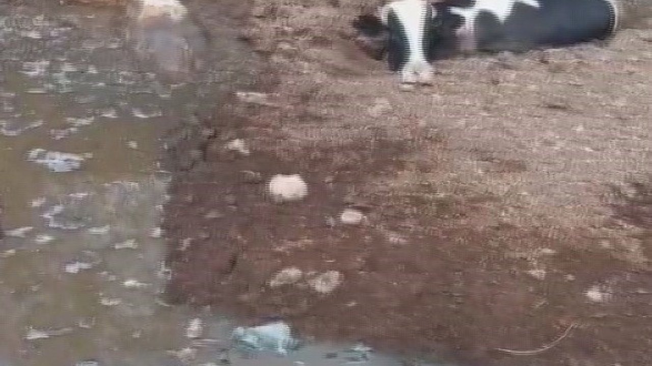 Balçığa saplanan 3 inek zorlu çalışmayla kurtarıldı