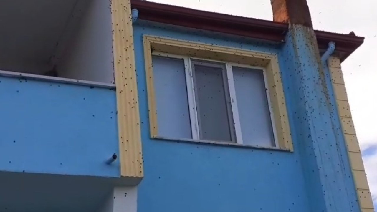 Bartın’da kahverengi kokarca istilası kabusa dönüştü