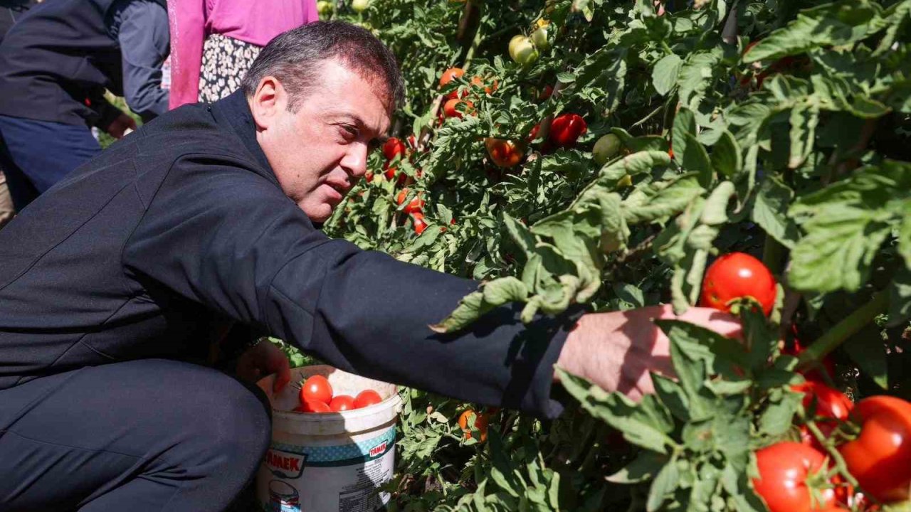 Bilecik’te 14 bin 400 dekar alanda sofralık, 2 bin 608 dekar alanda salçalık domates üretimi yapılıyor