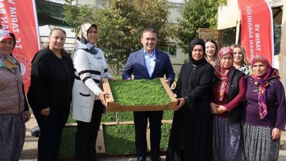 Bilecik’te tarıma can suyu: 926 bin marul fidesi toprakla buluştu