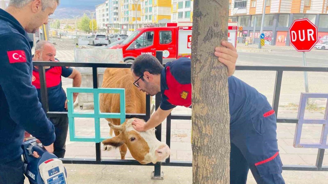 Bingöl’de demir korkuluklara sıkışan inek kurtarıldı