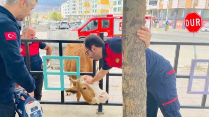 Bingöl’de demir korkuluklara sıkışan inek kurtarıldı