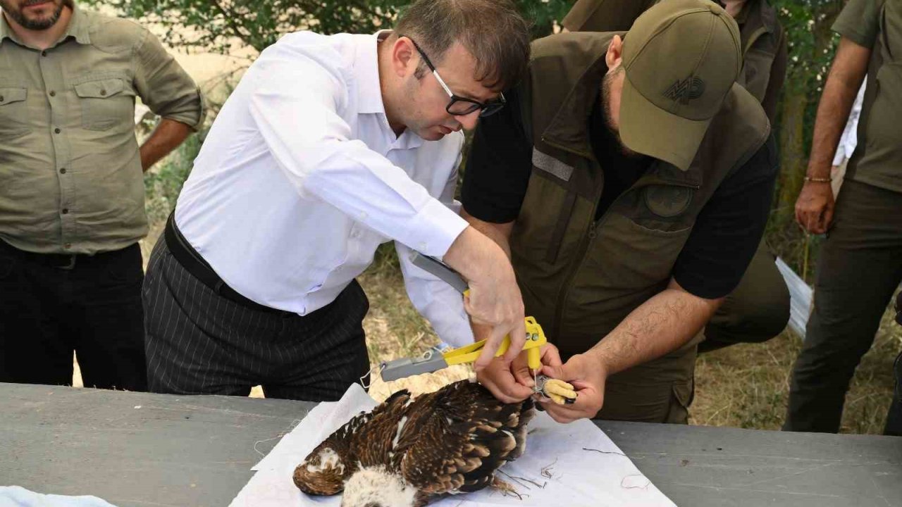 Binlerce leylek yuvası, yüzlerce mama kabı: Doğa dostu projeler