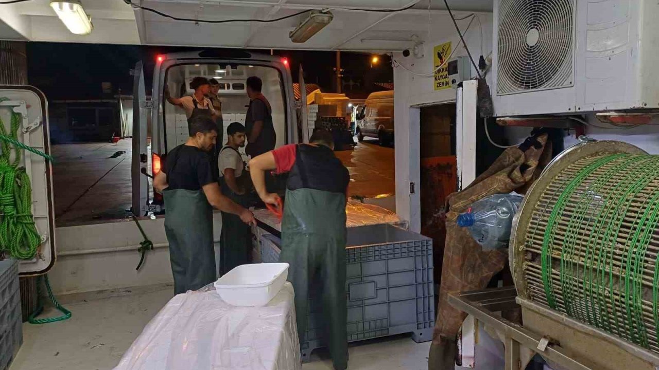 Bir ayda 198 ton hamsi çıkışı oldu