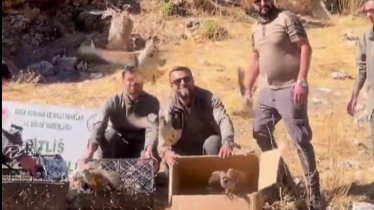 Bitlis’te keklik ticaretine darbe! 90 kınalı keklik doğaya salındı