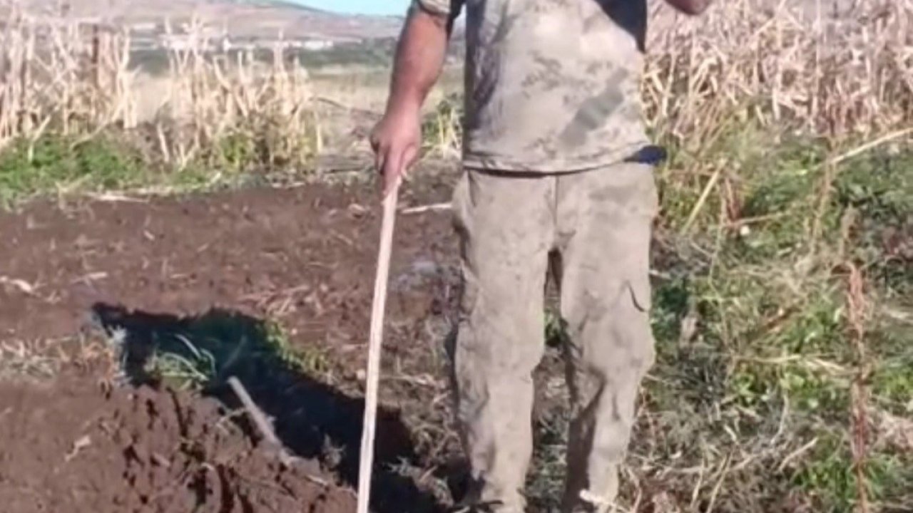 Çiftçiden bahçesini talan eden domuza tebessüm ettiren tepki: "Benden uzak durmadığın müddetçe kalemini kıracağım"