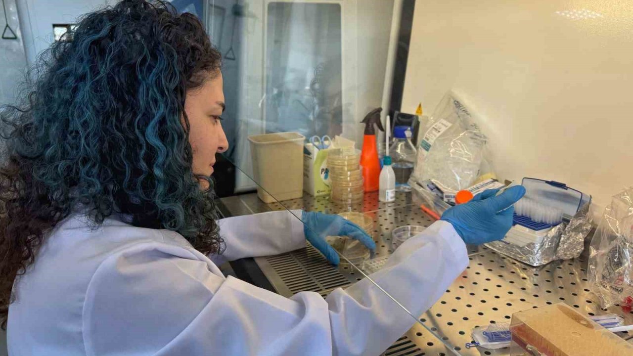 Diyabet yaralarına çözüm olacak bor destekli proje