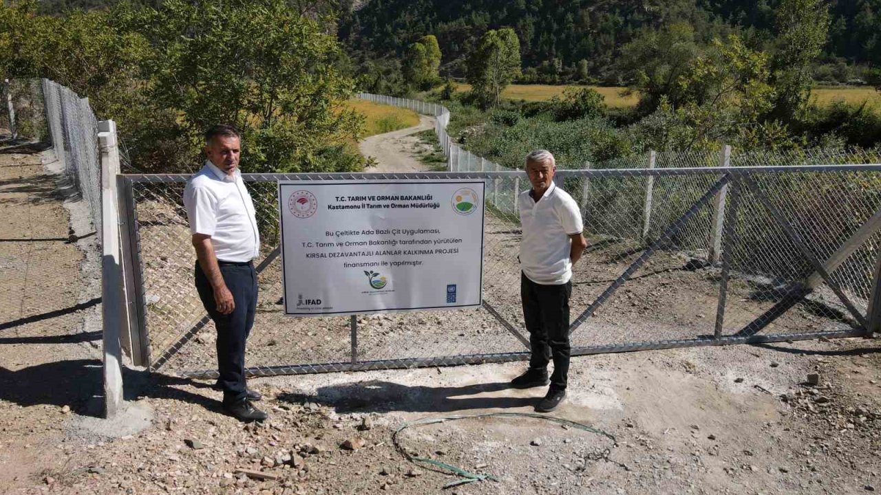 Domuzların talan ettiği çeltik tarlaları, devlet desteğiyle yeniden verimli hale getirildi