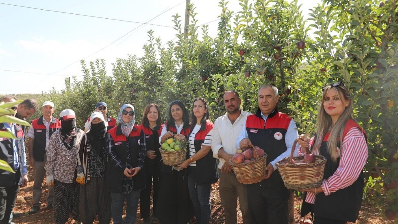 Elazığ’da elma hasadı