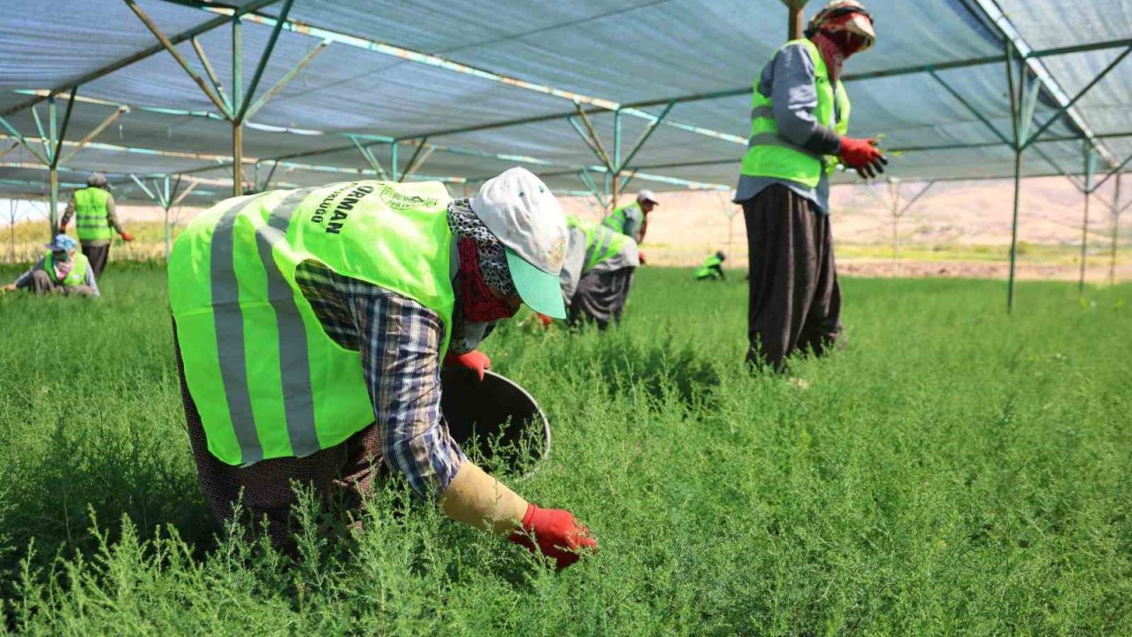 Elazığ’da fidanlar kadınların elinde yeşeriyor