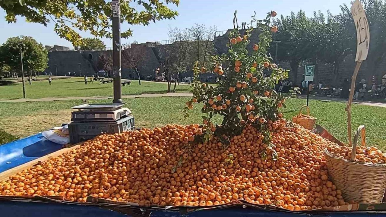 Faydaları saymakla bitmiyor: Alıç meyvesi tezgahlardaki yerini aldı