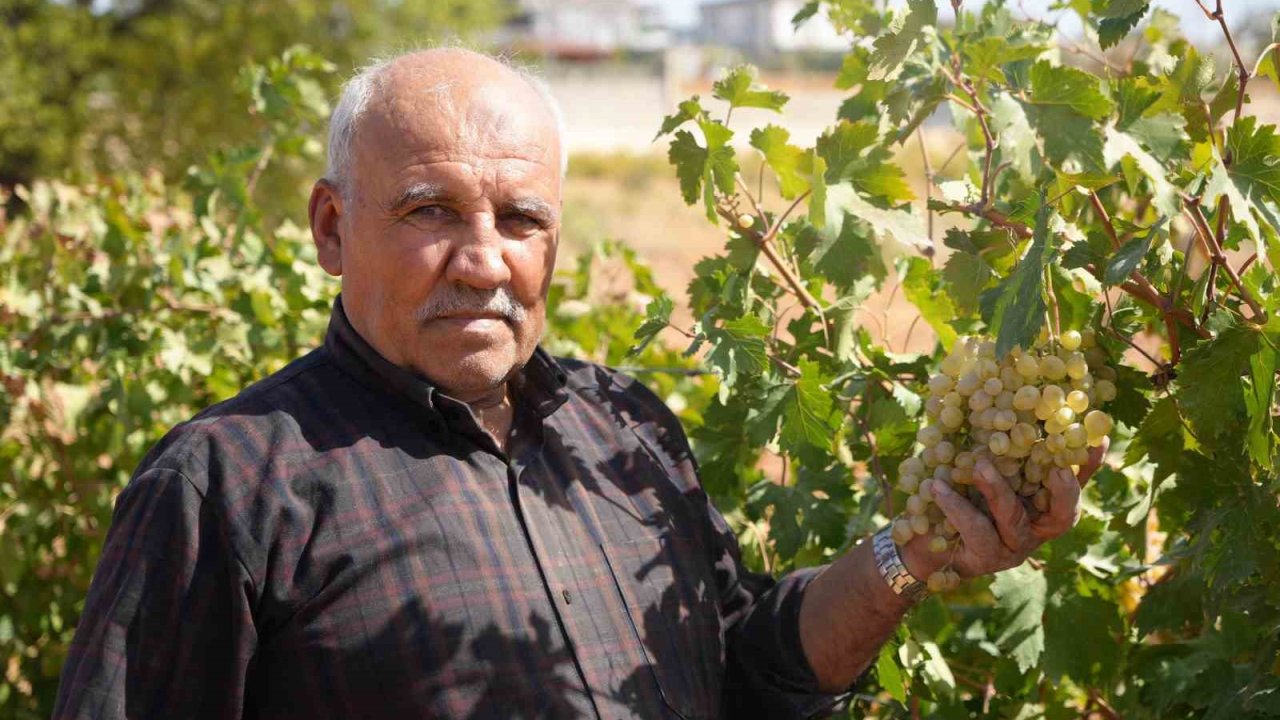Fıstık şehrine kurduğu üzüm bağı üreticilere örnek oldu