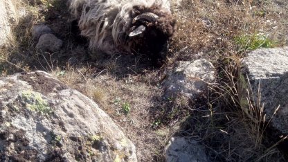 Giresun’da ayı ve kurtlar köyün koyunlarına saldırdı: 5 koyun telef, 18’i kayıp