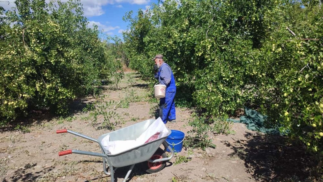 Güdül’de yetişen şifa kaynağı hünnapın hasadı başladı