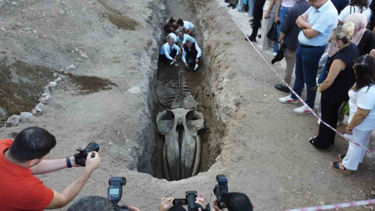 Heyecanlandıran keşif: ’16 metrelik ’Balina’nın kafatası ve gövdesi tamamen ortaya çıktı