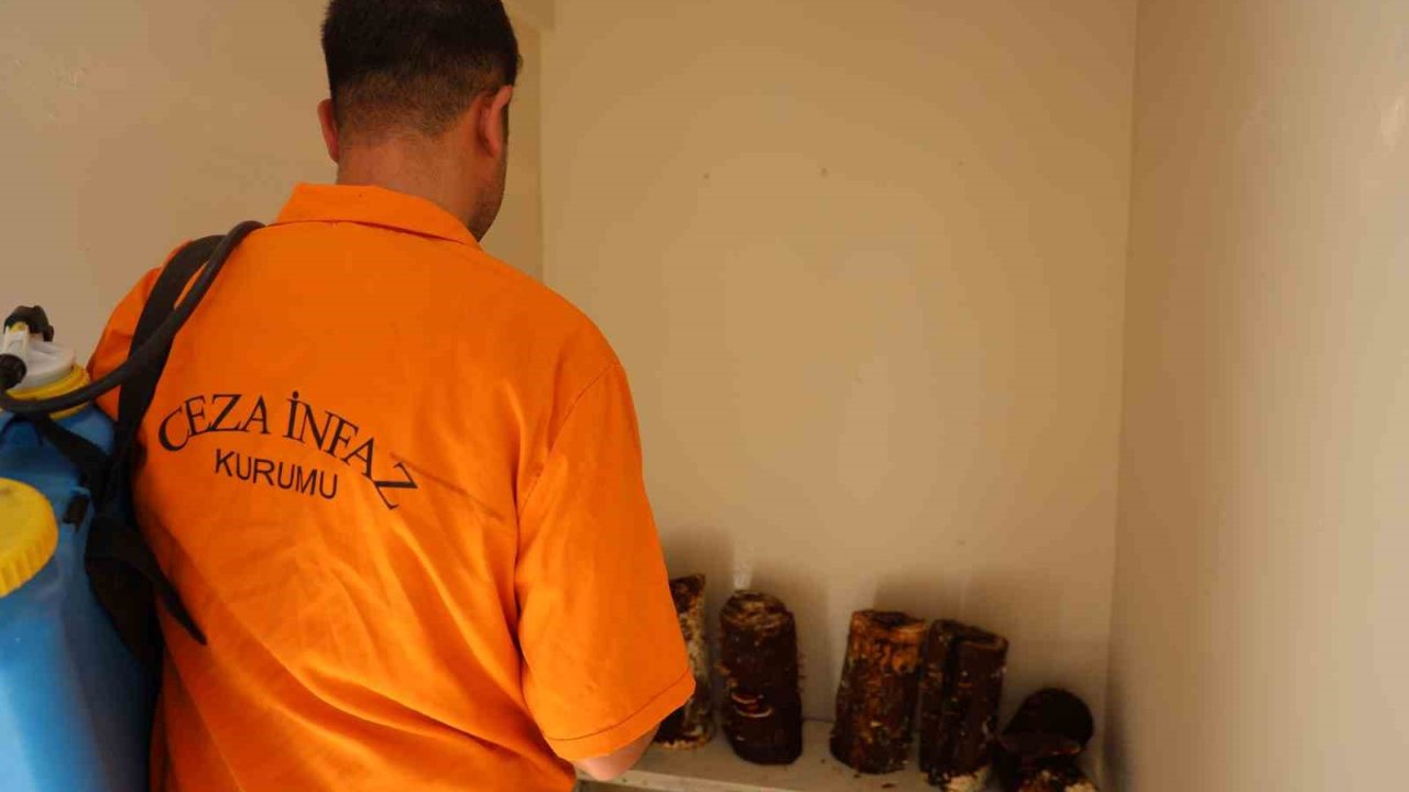 Hükümlüler, kilogramı 15 bin TL’ye kadar çıkan ’Kırmızı Reishi’ mantarı yetiştirdi