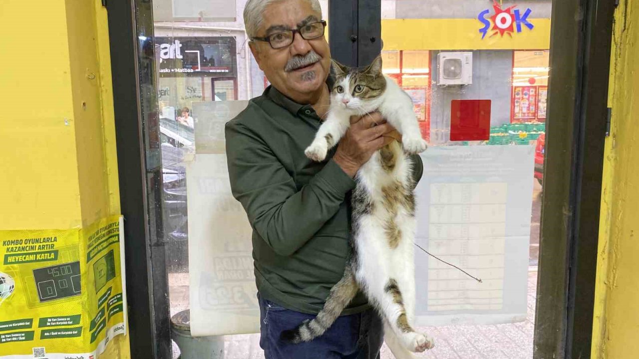 İki defa terk edilen kediye işletmeci sahip çıktı