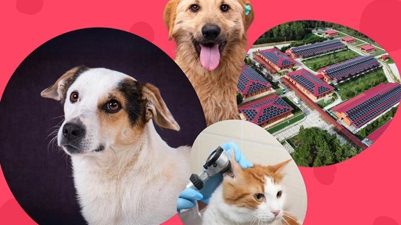 İstanbul Vakfı'ndan can dostlara destek çağrısı