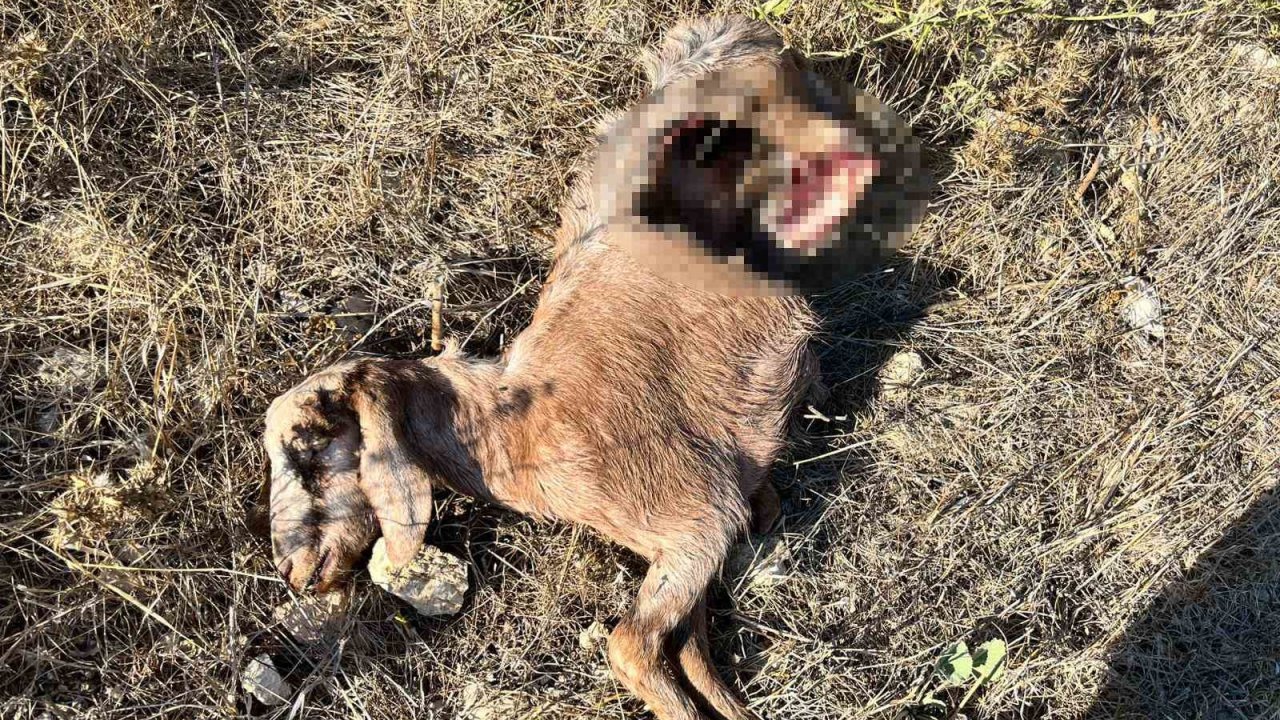 İstanbul’a bir günlüğüne iş seyahatine gitti, döndüğüne keçilerini parçalanmış halde buldu