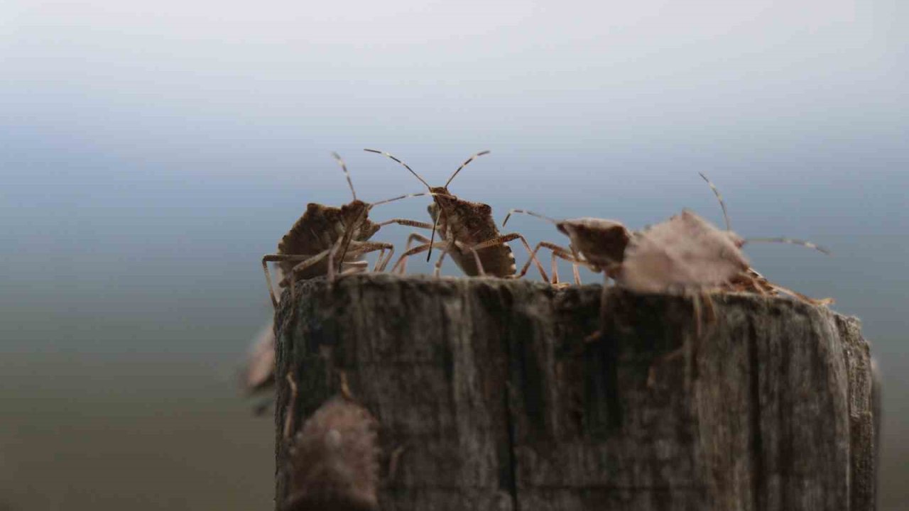 Kahverengi kokarca böceği toruna hasret bıraktı: &quot;Böcekler olmasa gelecekler ama korkuyorlar&quot;