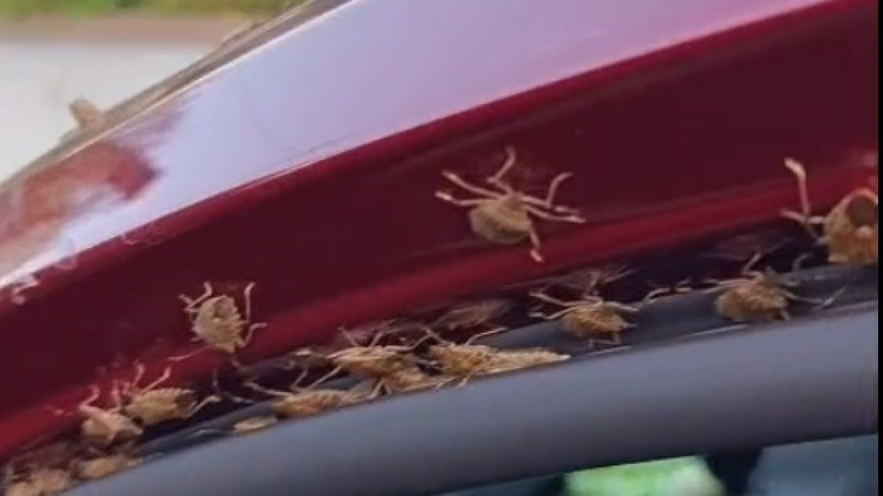 Kahverengi kokarca Giresun’da evleri ve araçları istila etti