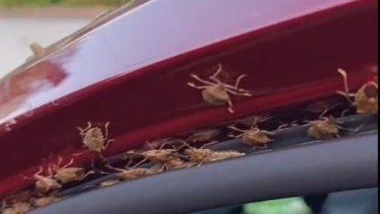 Kahverengi kokarca Giresun’da evleri ve araçları istila etti