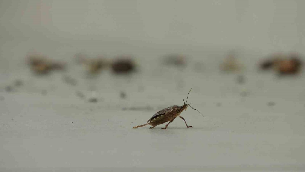 Kahverengi kokarca istilası vatandaşları tedirgin ediyor