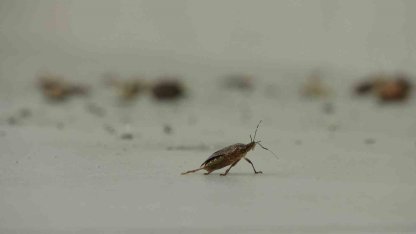 Kahverengi kokarca istilası vatandaşları tedirgin ediyor