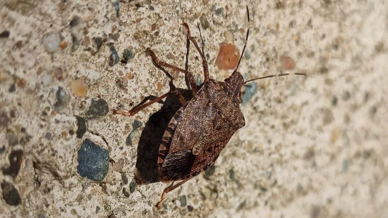Kahverengi kokarcanın kışlaklara yönelme tehlikesi