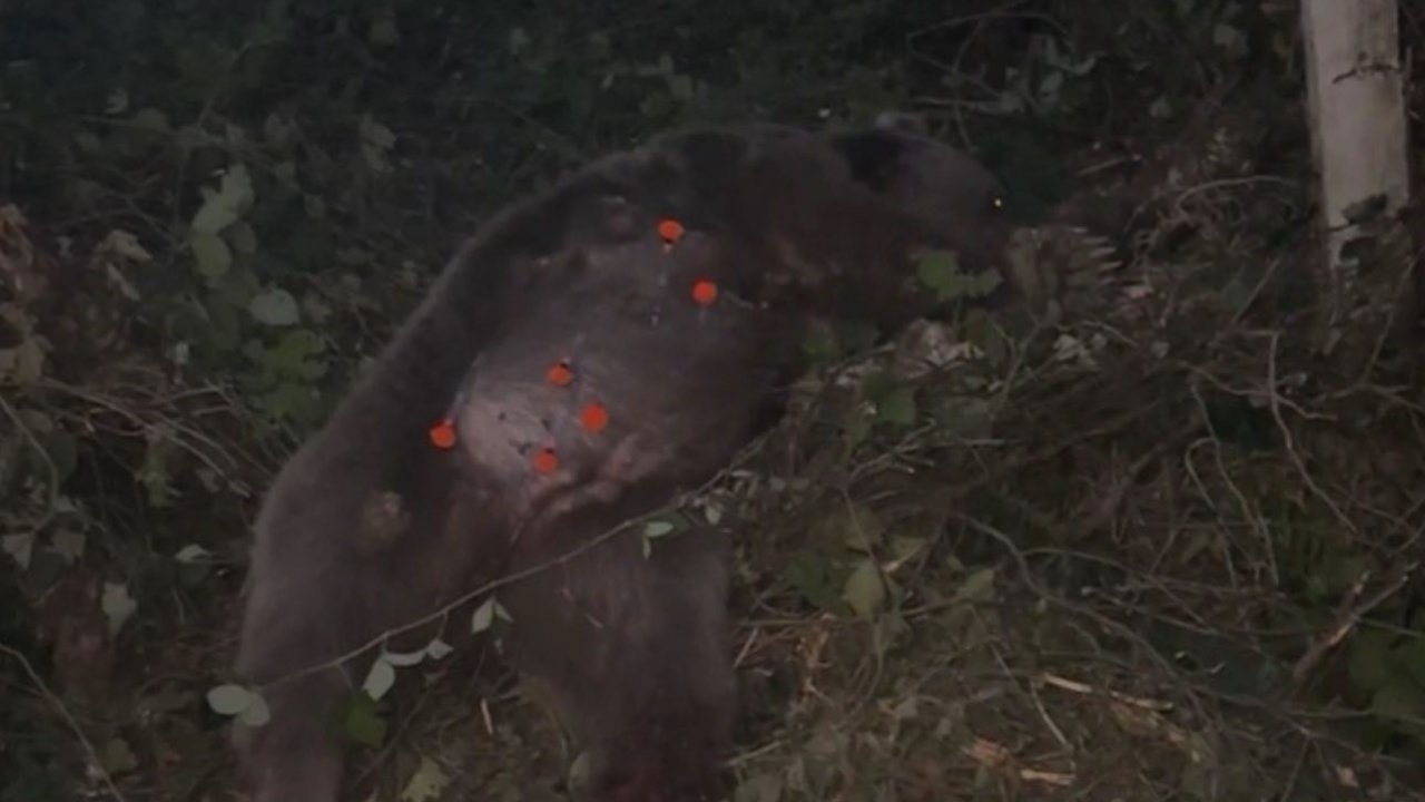 Kapana yakalanan ayı kurtarıldı