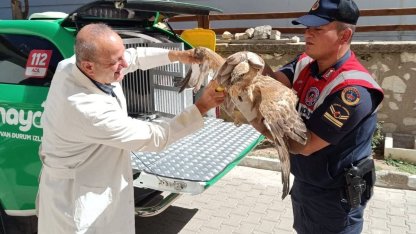 Karaman’da yaralı bulunan kızıl şahin koruma altına alındı
