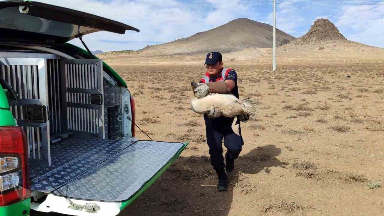 Karaman’da yaralı pelikanlar koruma altına alındı