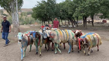 Kars’ta asırlık "koç katım" geleneği renkli görüntülere sahne oldu