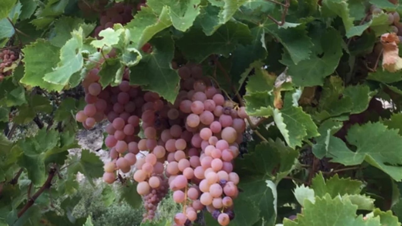 Kaş Margaz Üzümü artık tescilli