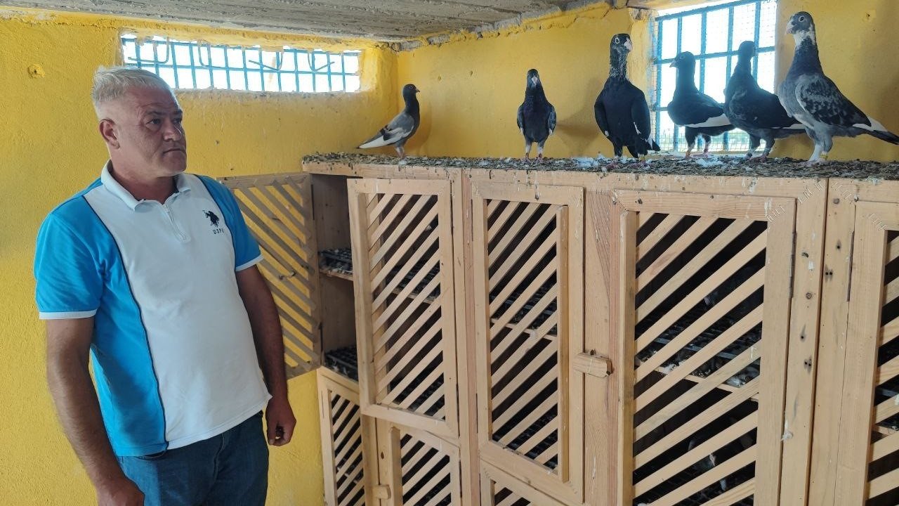 Kayıp güvercinlerini bulana ödülü 100 bin liraya çıkardı