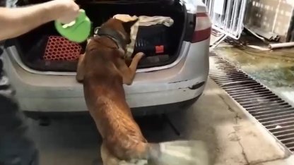 Kedi taşıma çantasında 2 kilo uyuşturucu ele geçirildi