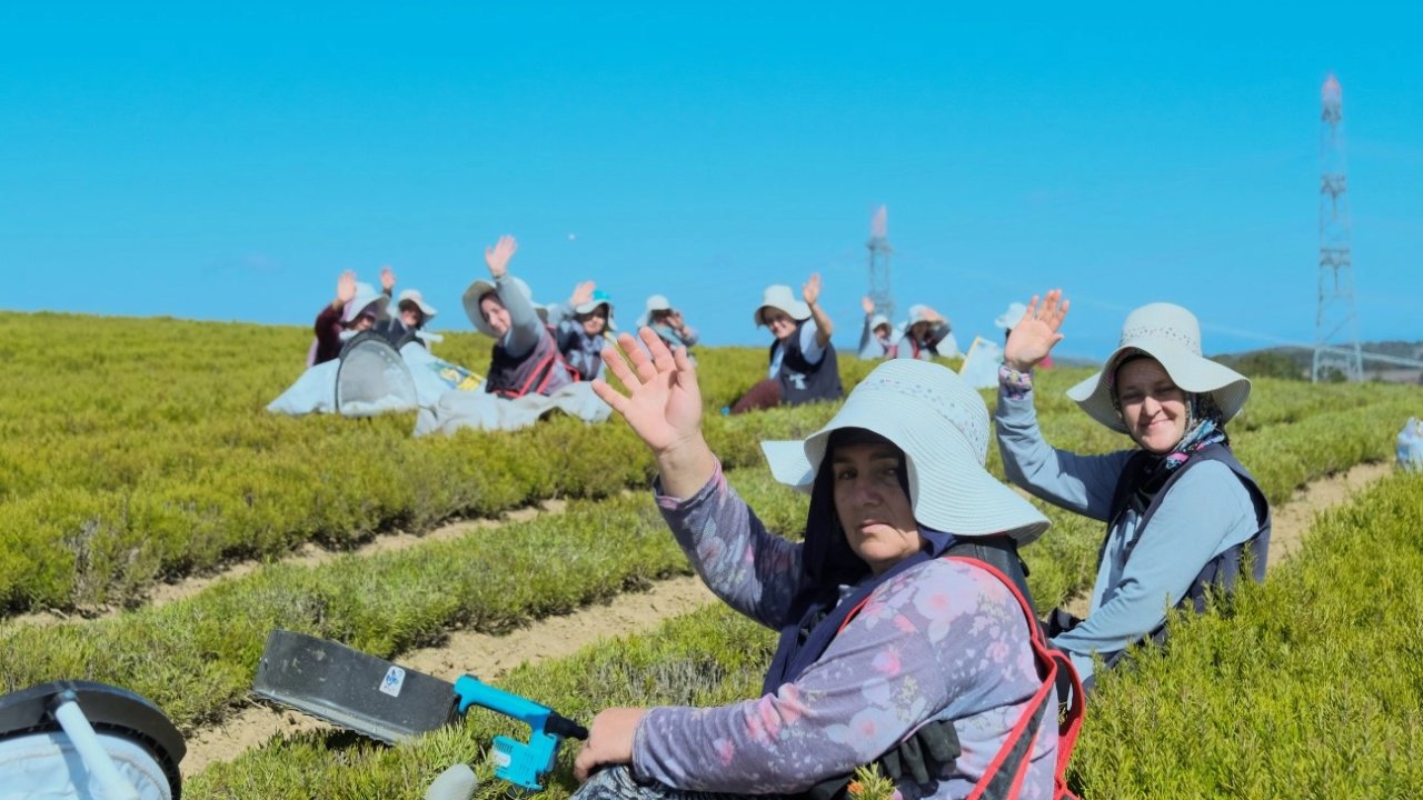 Kocaeli'de 1.140 dekarlık alanda biberiye zamanı