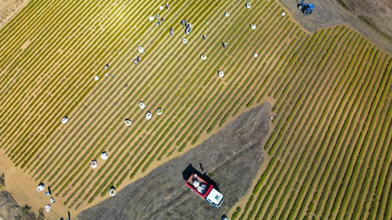Kocaeli’de tıbbi ve aromatik bitki hasadı başladı