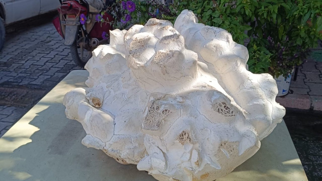 Konya’da 19 kiloluk dev mantar bulundu