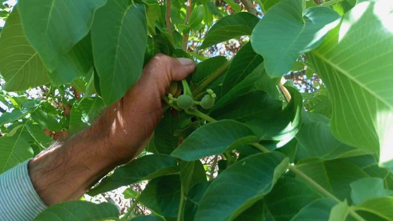Malatya’da mevsim dışında meyve veren ceviz ağaçları şaşırttı