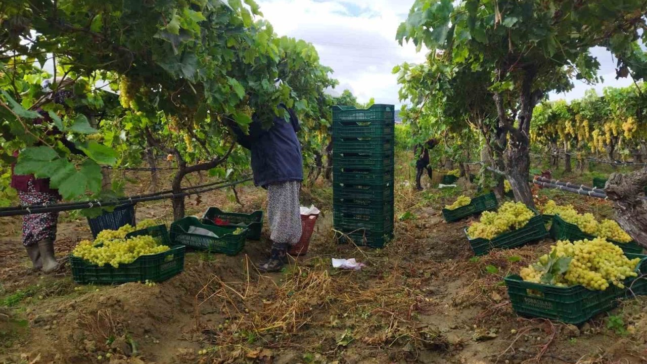 Manisa’da üzüm hasadı yağmur ve çamura rağmen devam ediyor