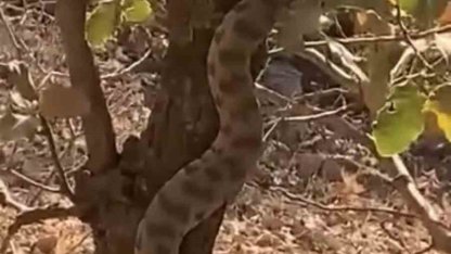 Mardin’de engerek yılanı ağaca tırmanırken görüntülendi