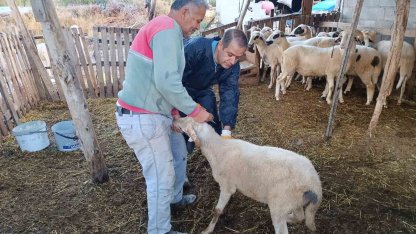 Menteşe’de şap aşısı kampanyası hız kesmiyor